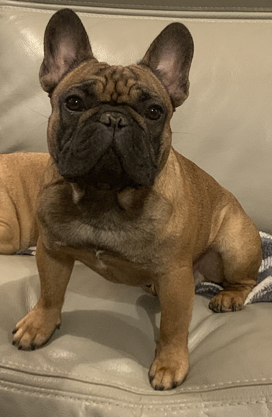THOR  Du Domaine De Diablesse
