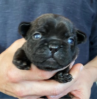 Du Domaine De Diablesse - Chiots disponibles - Bouledogue français