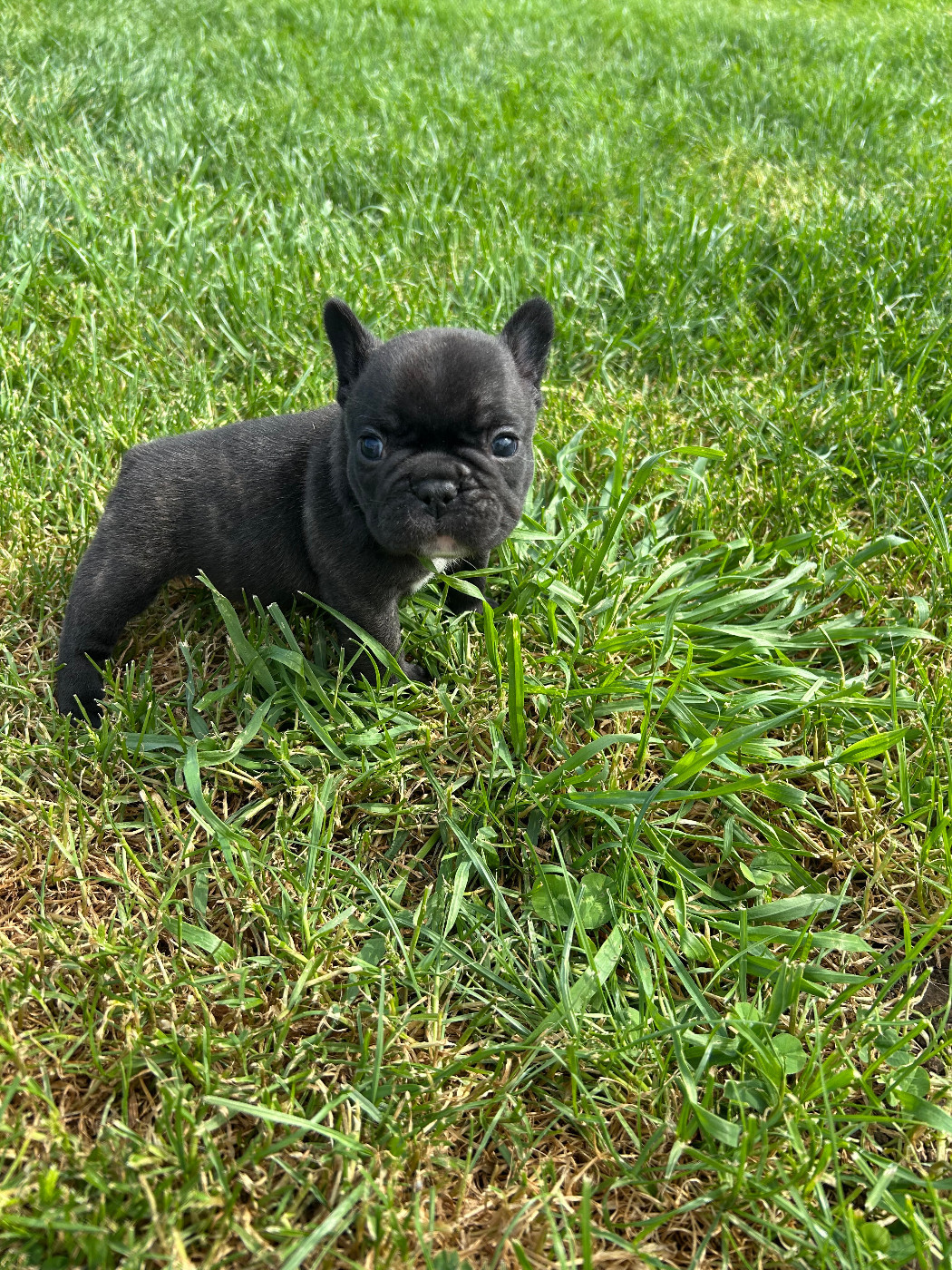 Du Domaine De Diablesse - Chiots disponibles - Bouledogue français