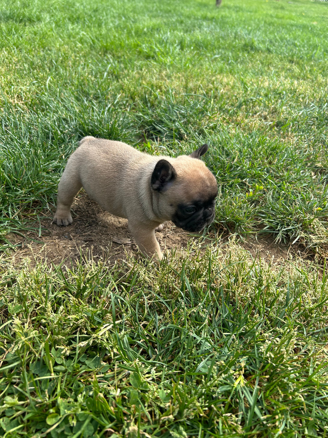 Du Domaine De Diablesse - Chiots disponibles - Bouledogue français