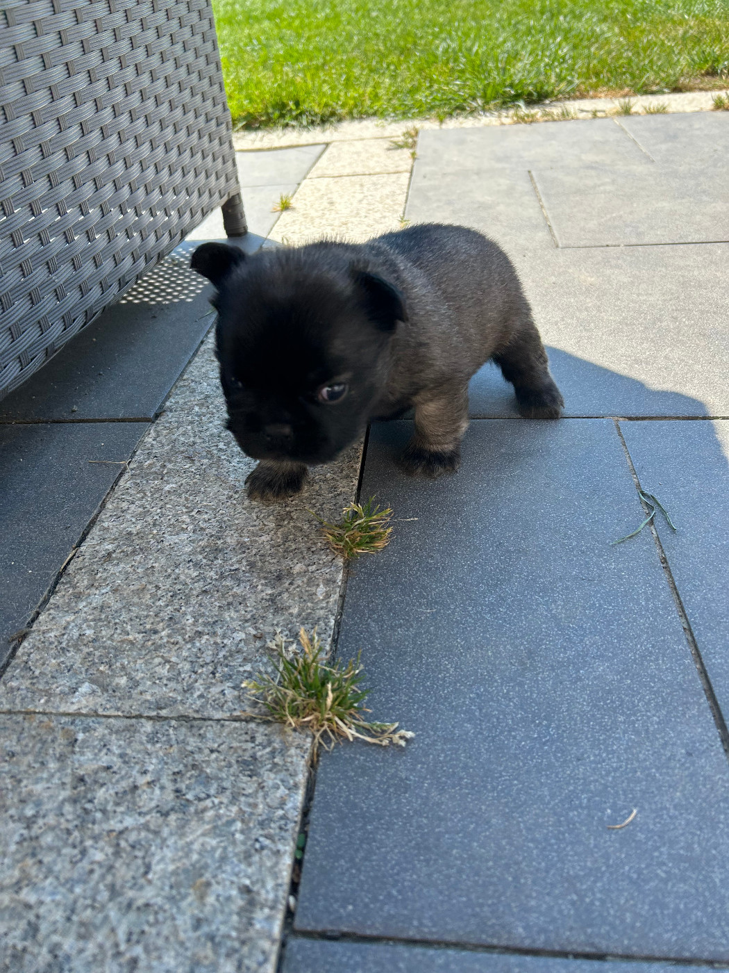 Du Domaine De Diablesse - Chiots disponibles - Bouledogue français