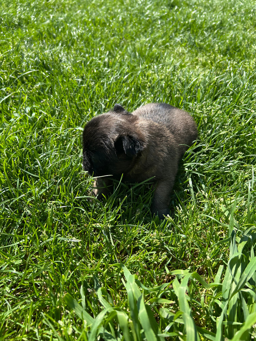 Du Domaine De Diablesse - Chiots disponibles - Bouledogue français