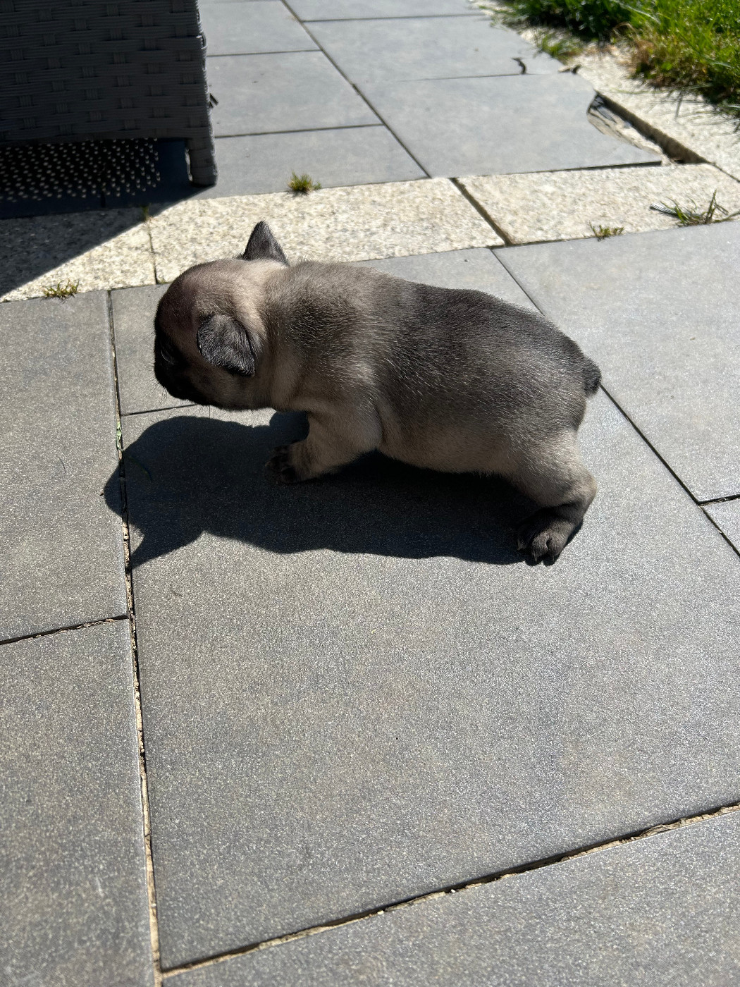 Du Domaine De Diablesse - Chiots disponibles - Bouledogue français