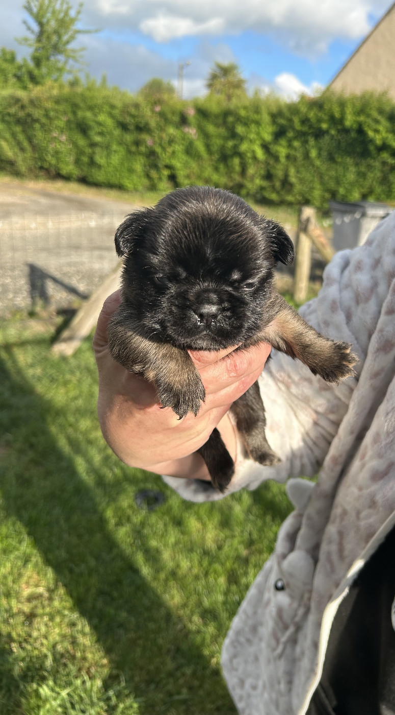 Du Domaine De Diablesse - Chiots disponibles - Bouledogue français