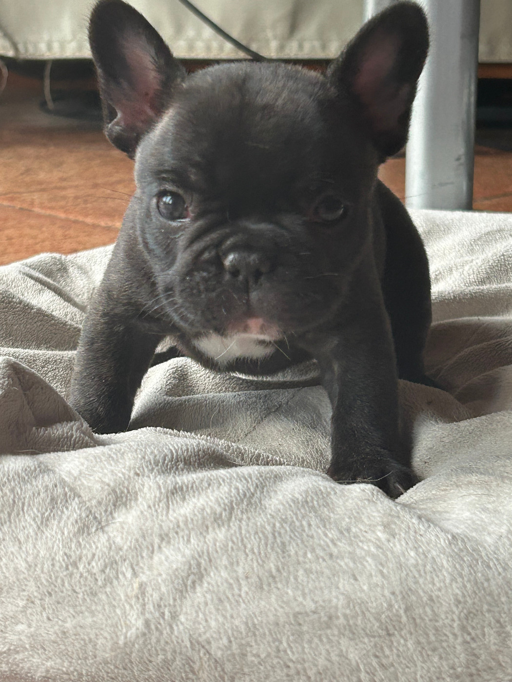Du Domaine De Diablesse - Chiots disponibles - Bouledogue français