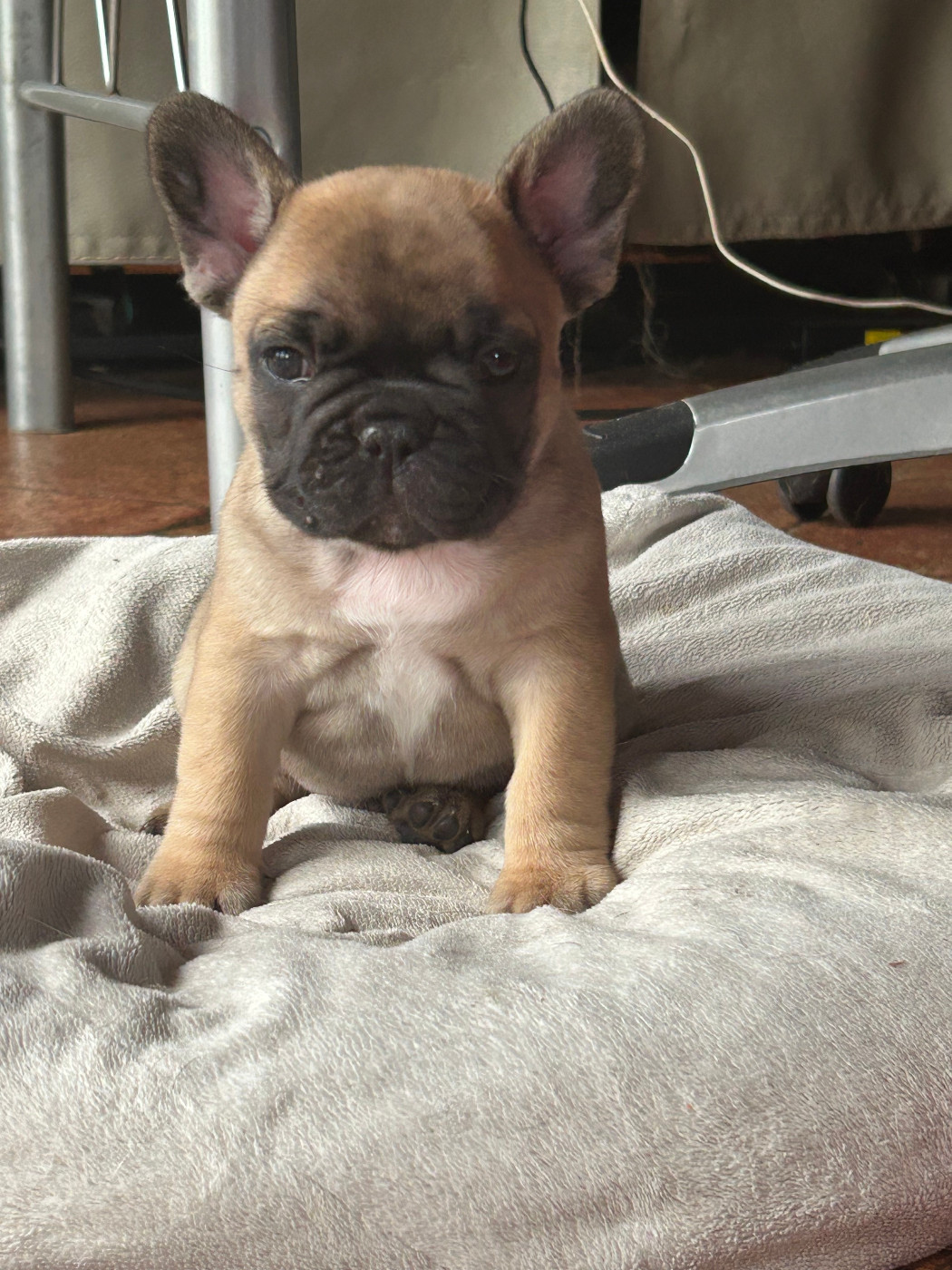 Du Domaine De Diablesse - Chiots disponibles - Bouledogue français