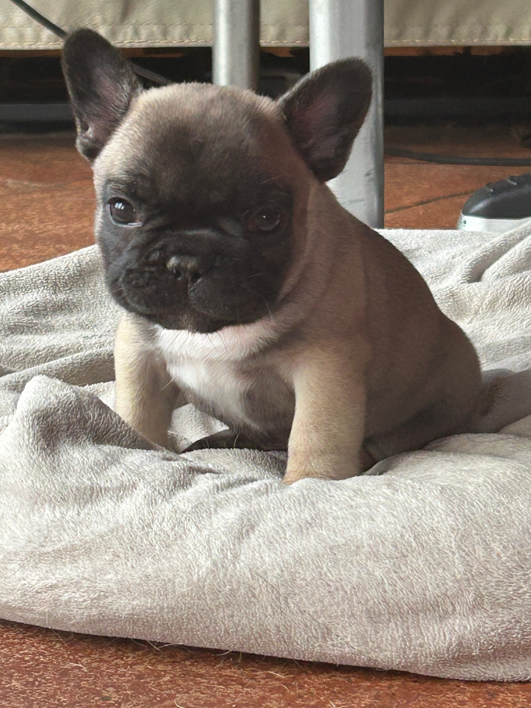 Du Domaine De Diablesse - Chiots disponibles - Bouledogue français