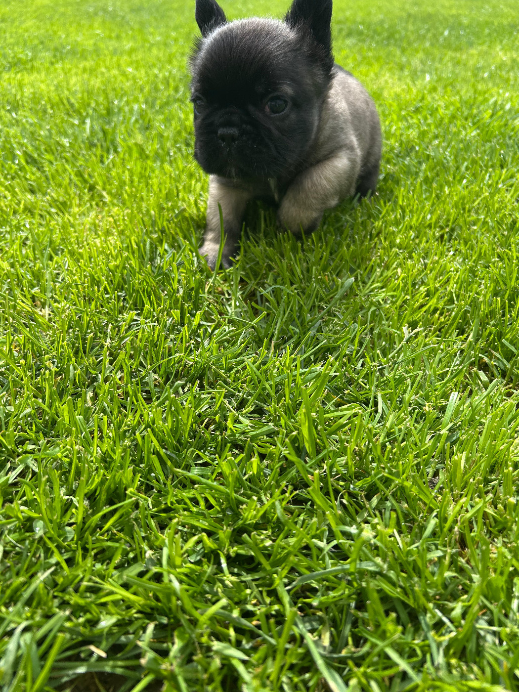 Du Domaine De Diablesse - Chiots disponibles - Bouledogue français