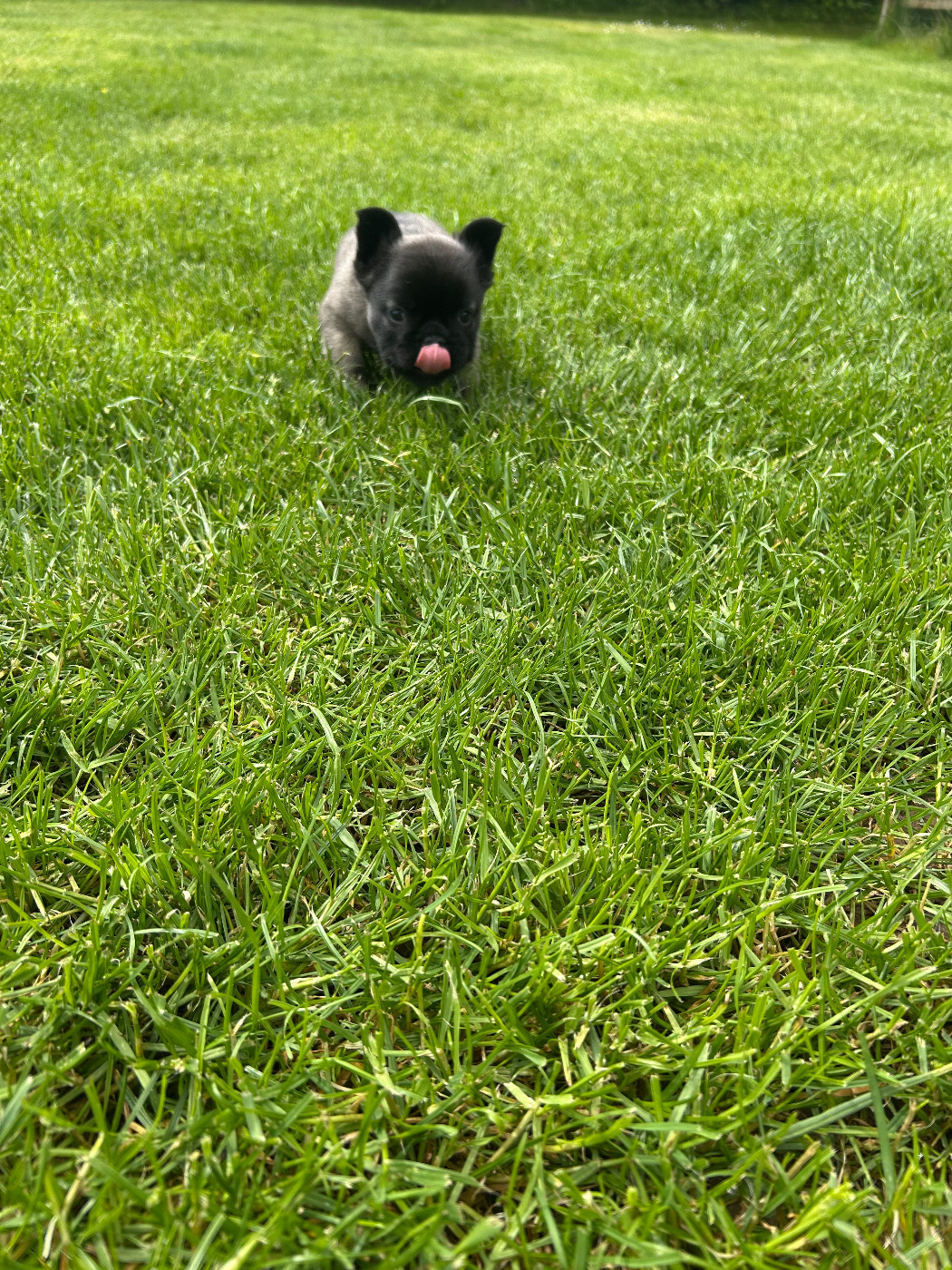 Du Domaine De Diablesse - Chiots disponibles - Bouledogue français