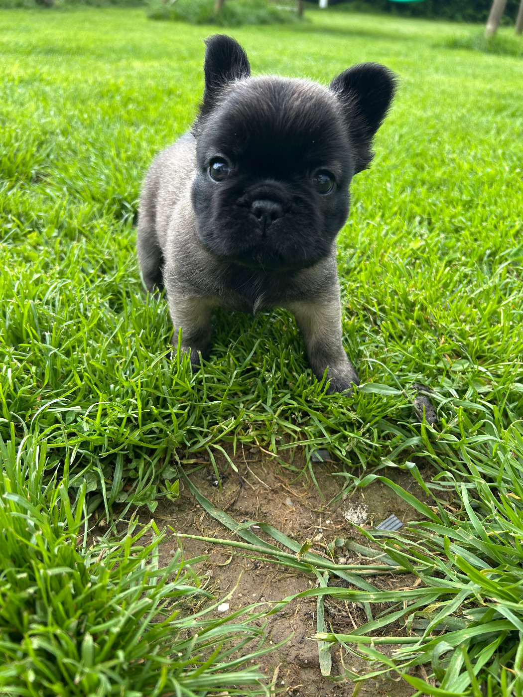 Du Domaine De Diablesse - Chiots disponibles - Bouledogue français