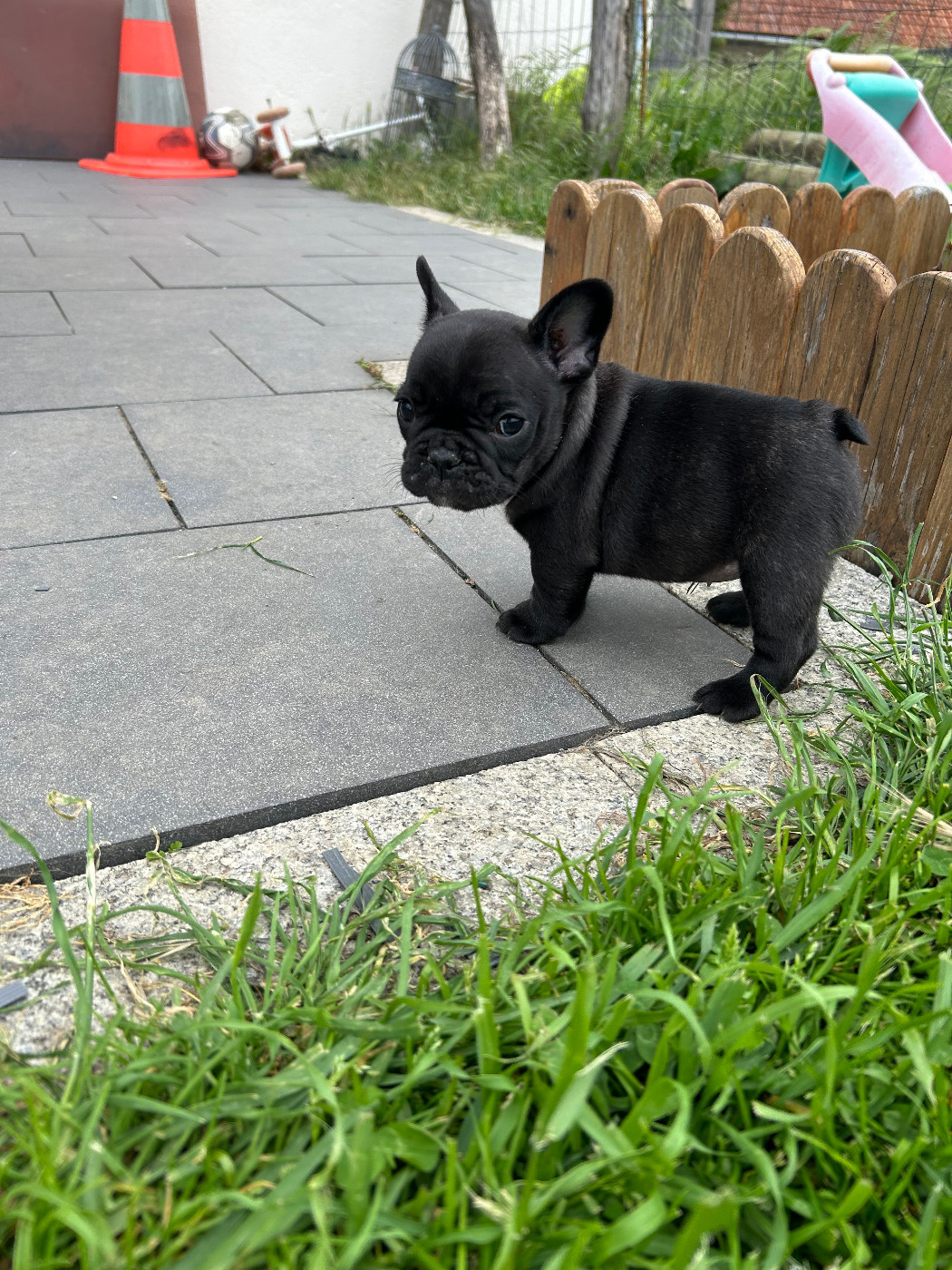 Du Domaine De Diablesse - Chiots disponibles - Bouledogue français
