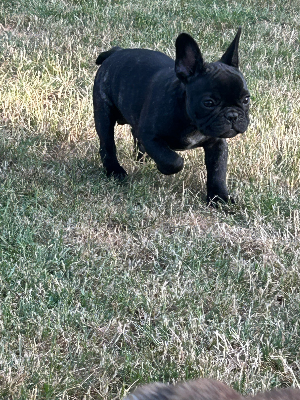 Du Domaine De Diablesse - Chiots disponibles - Bouledogue français