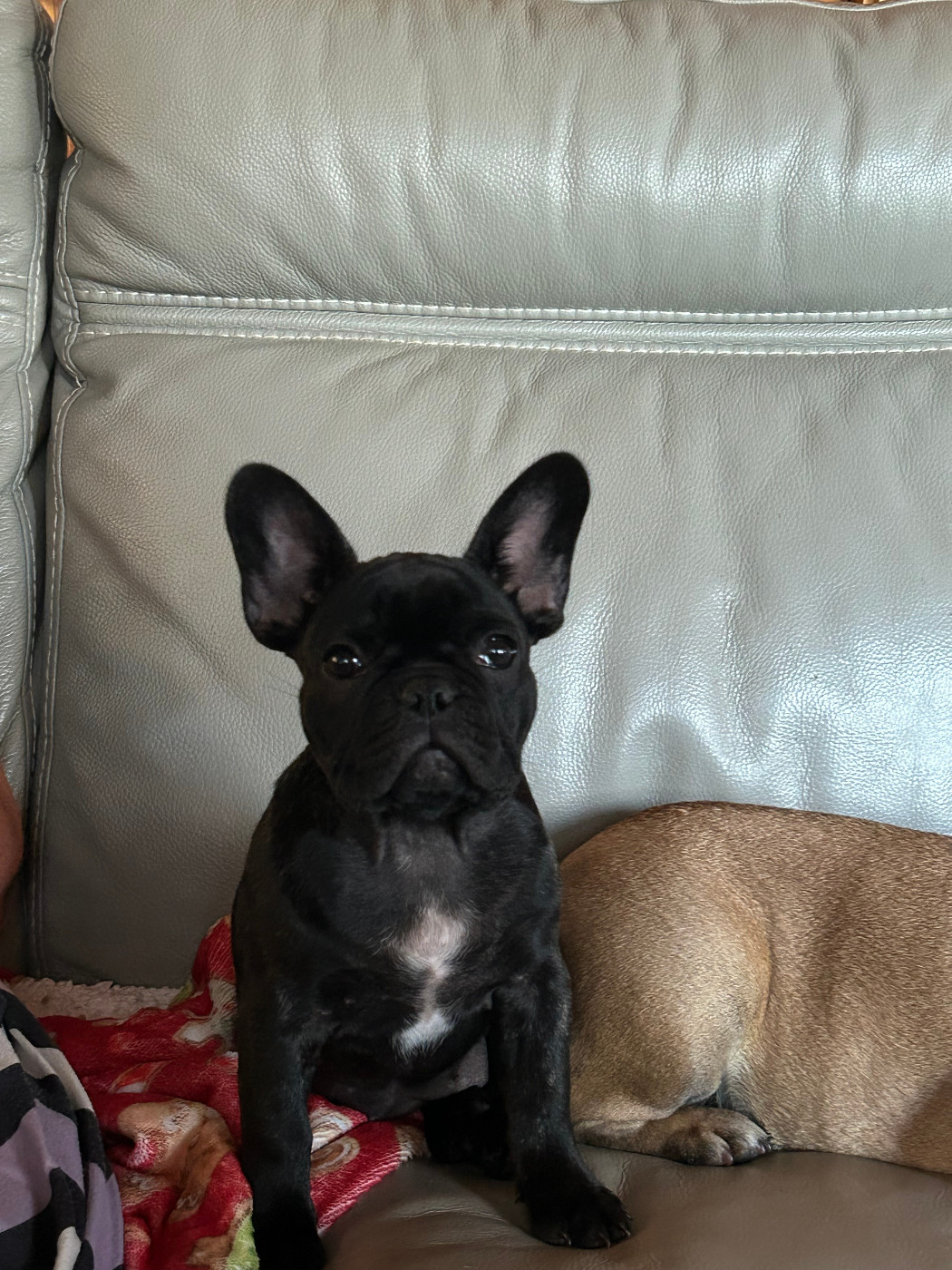 Du Domaine De Diablesse - Chiots disponibles - Bouledogue français