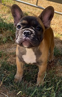 Du Domaine De Diablesse - Chiots disponibles - Bouledogue français