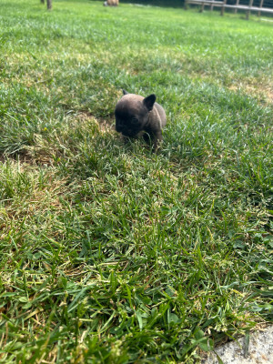 Chiot N°6 Fauve