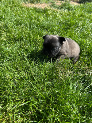 Chiot N°5 Fauve