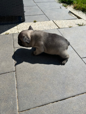 Chiot N°7 Fauve
