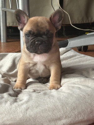 CHIOT 2 Fauve